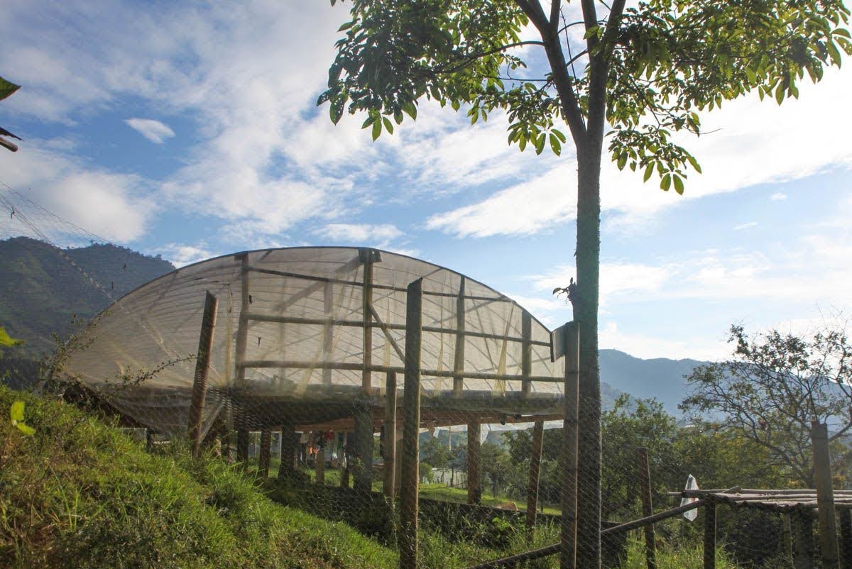 Coffee drying beds.