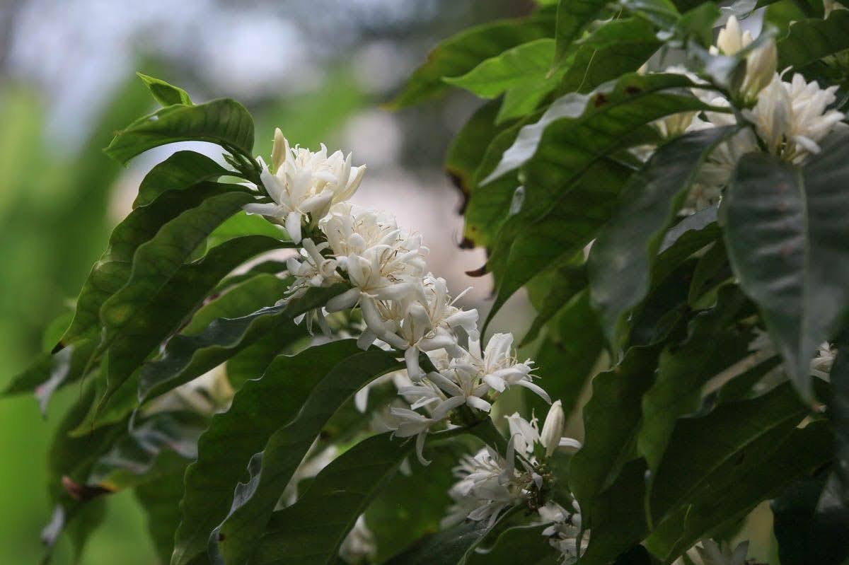 Coffee farmers.